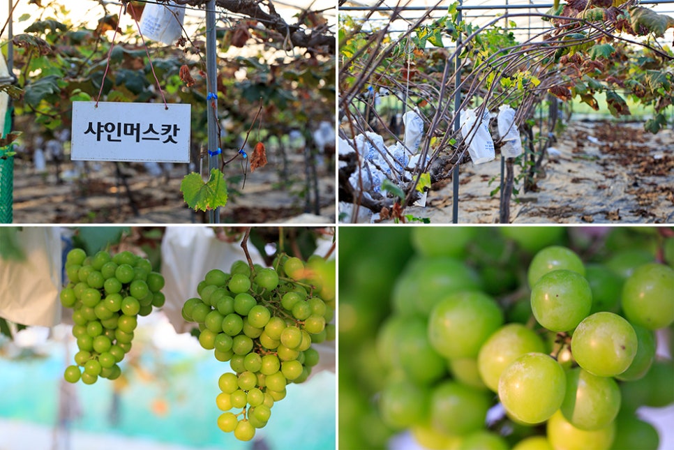 은성축산 이미지