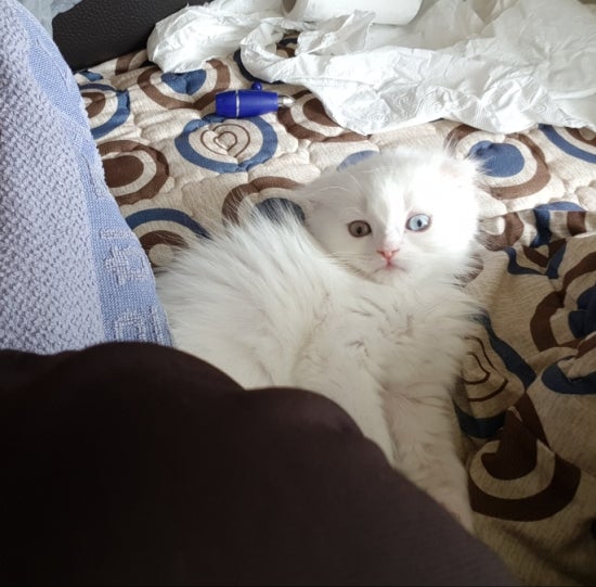#오드아이 이미지