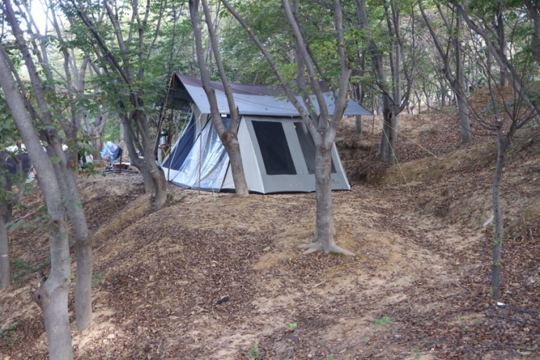 느티숲 이미지