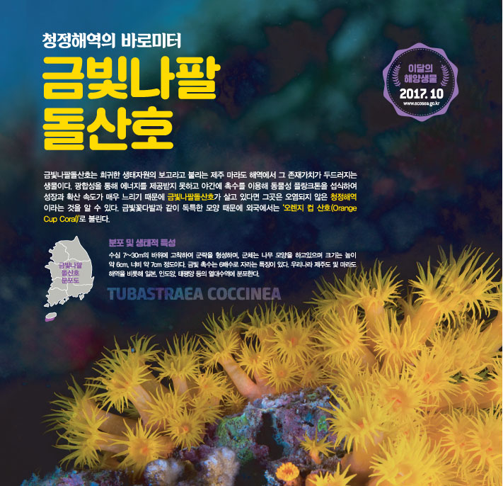 산호 이미지