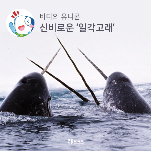 뿔고래 이미지