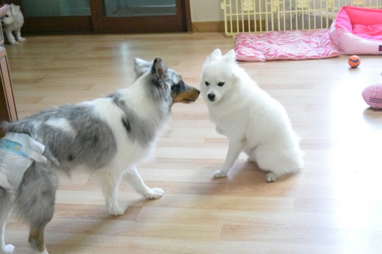 대순이네 이미지