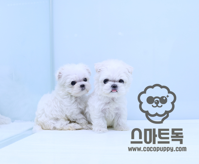스마트독 이미지