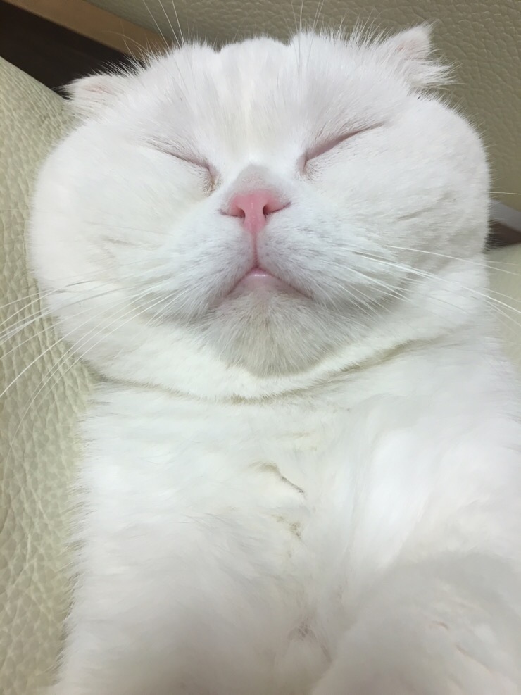 멘뮤샤 이미지