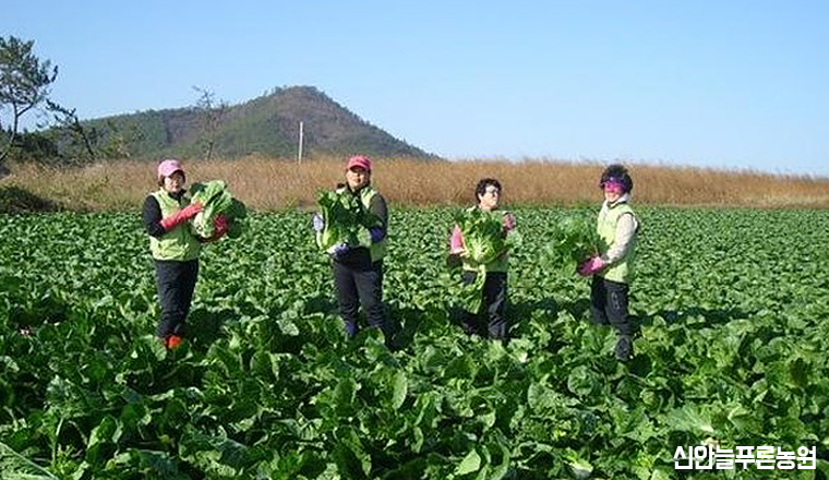 신안늘푸른농원 이미지