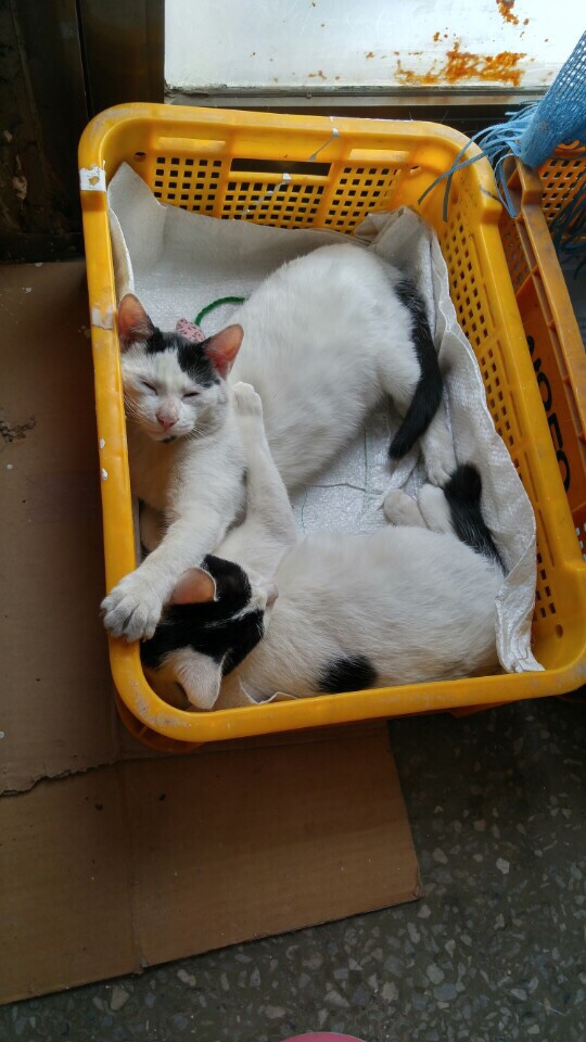 웰츠헤어 이미지