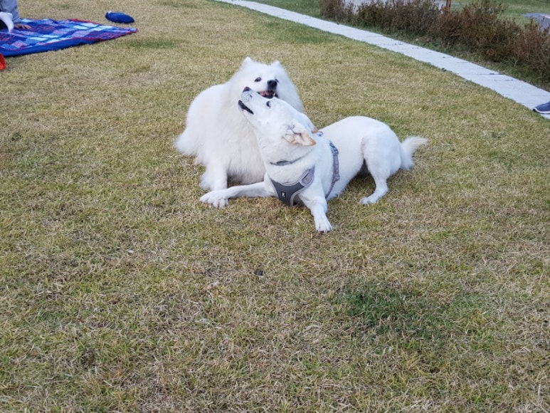 푸딩하우스 이미지