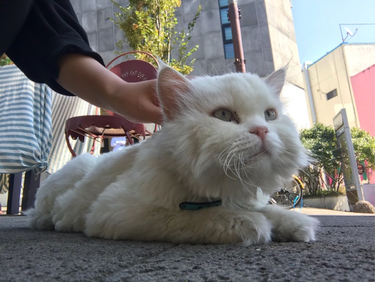 호텔라온제주 이미지