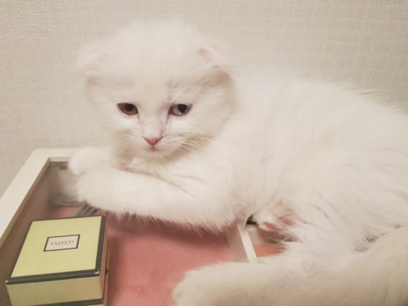 #오드아이 이미지