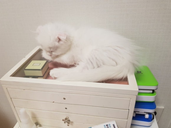 #오드아이 이미지