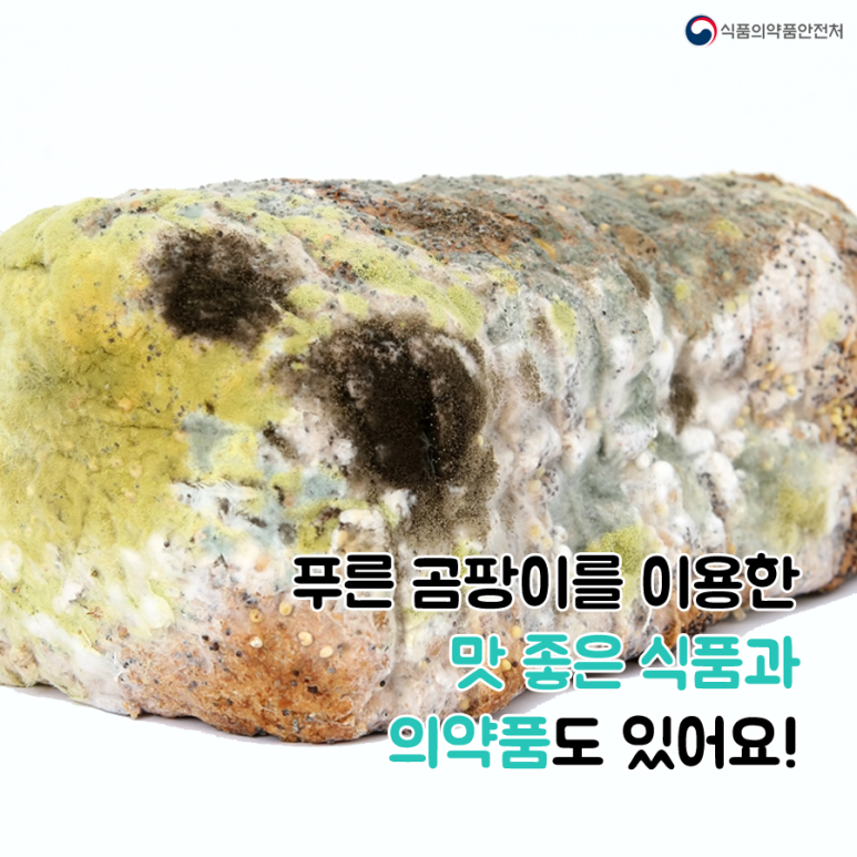 푸른곰팡이 이미지