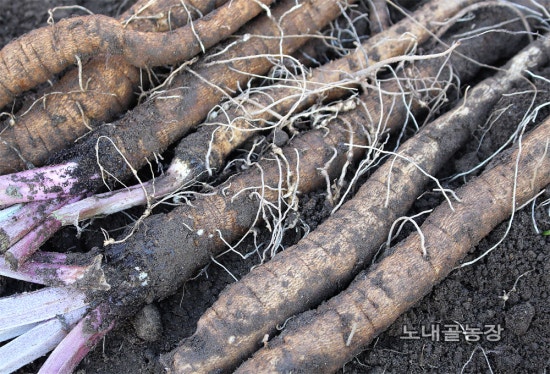 홍천노내골농장 이미지