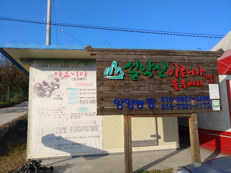 설악산아로니아 이미지