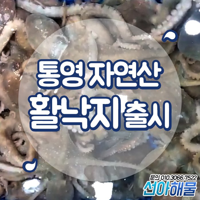 선아전복 이미지