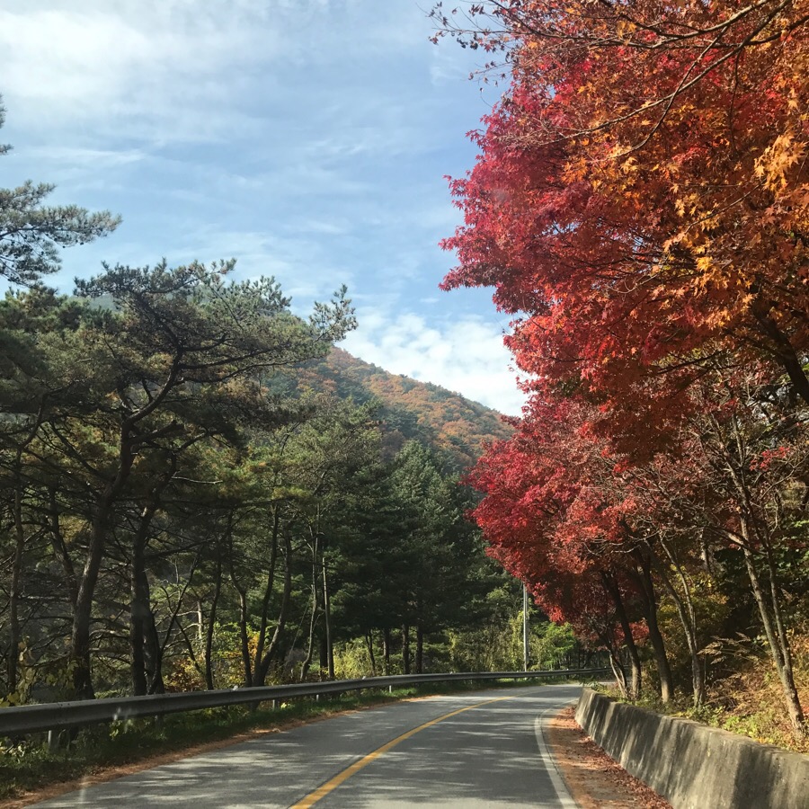 코코멍 이미지