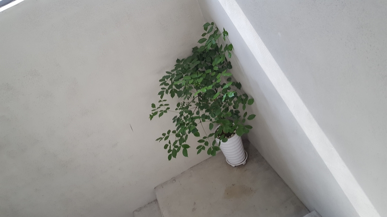 김세영국수 이미지