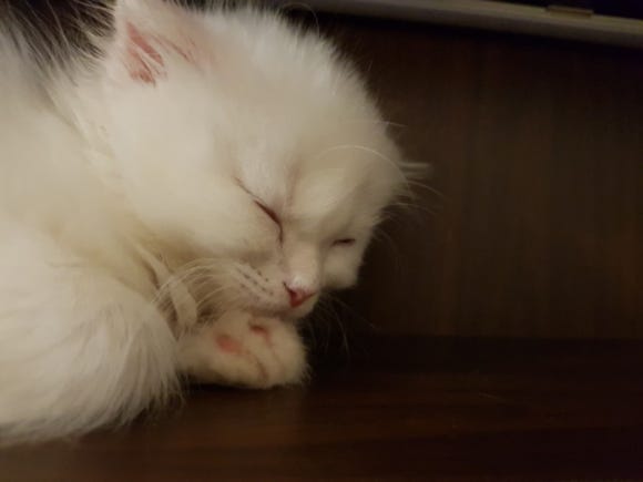 #오드아이 이미지