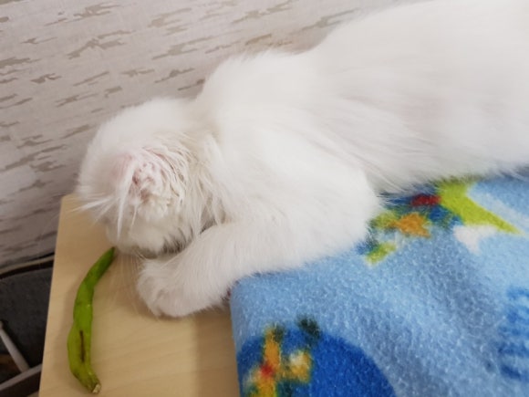 #오드아이 이미지