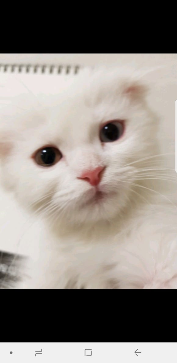 #오드아이 이미지