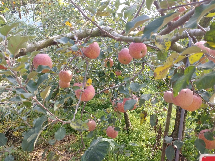 꿀맛과수원 이미지