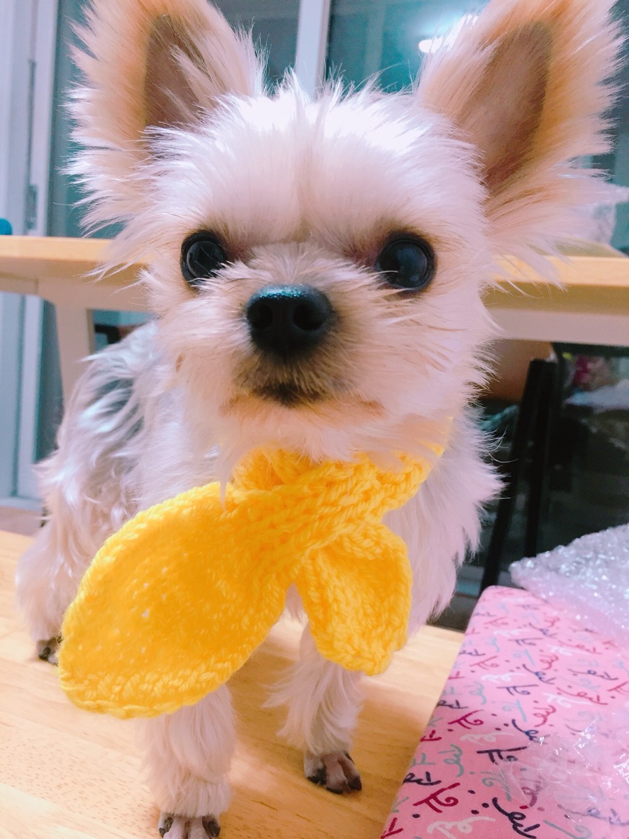 미미밍 이미지