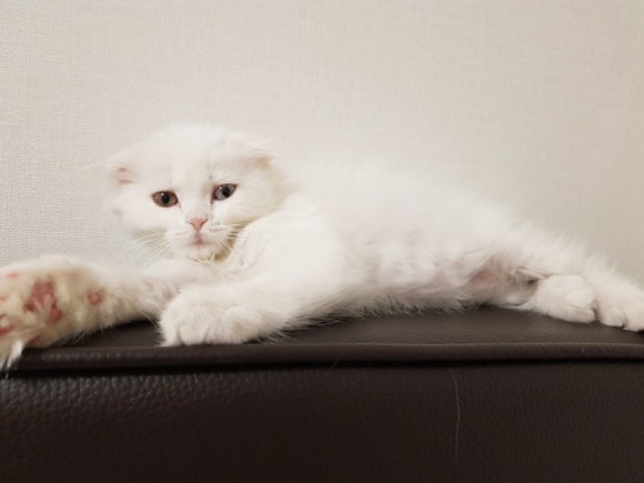 #오드아이 이미지
