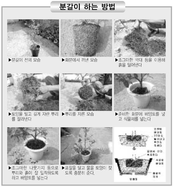 정원조경수관리 이미지