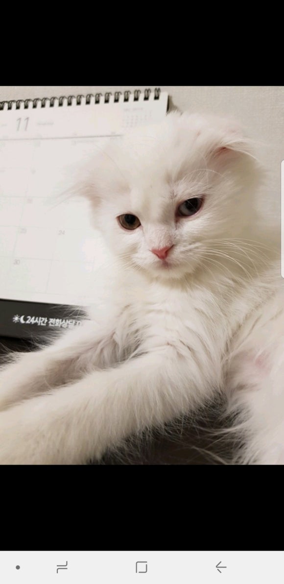 #오드아이 이미지
