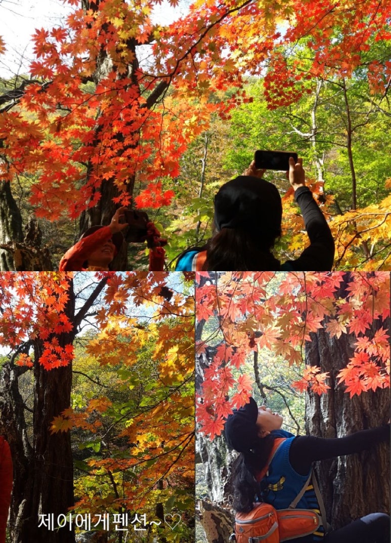 핍치스 이미지