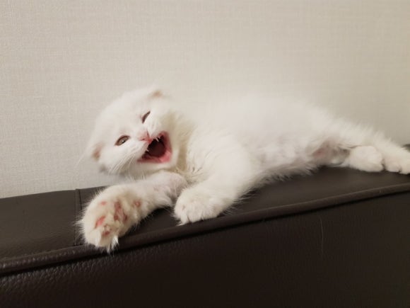 #오드아이 이미지