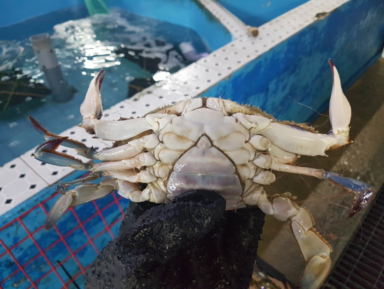 두팜 이미지