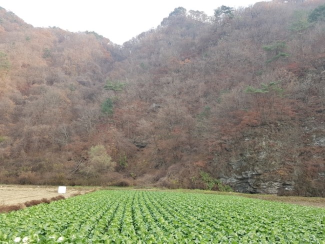 횡성맛김치 이미지