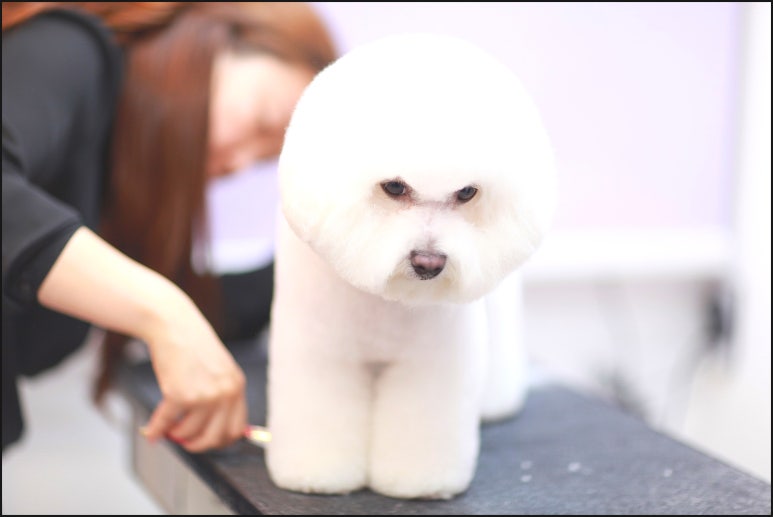 로라살롱 이미지