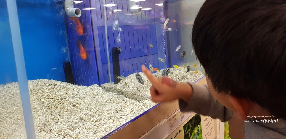 웃는물고기 이미지