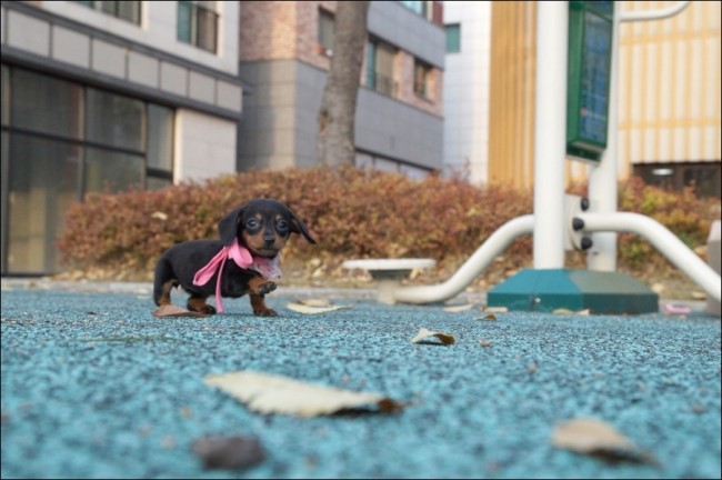 그레잇도그 이미지