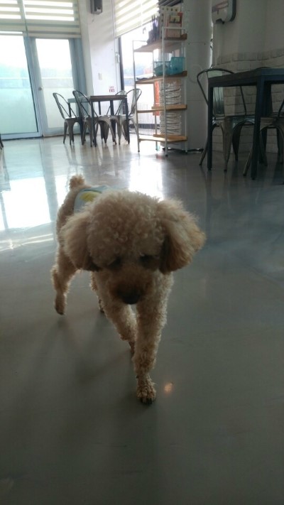 입어보개 이미지