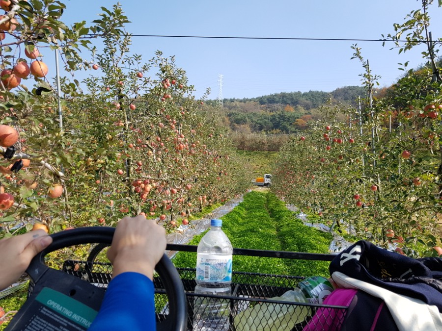 과수원 이미지