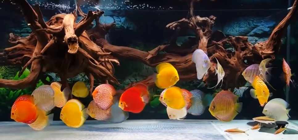 코리프렌즈 이미지