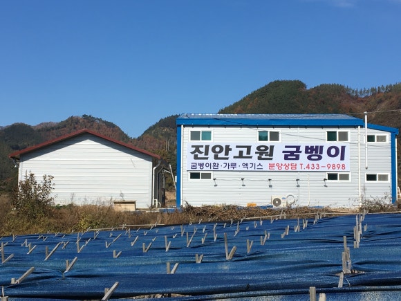 마이산꽃벵이 이미지