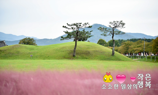 핑크뮬리 이미지