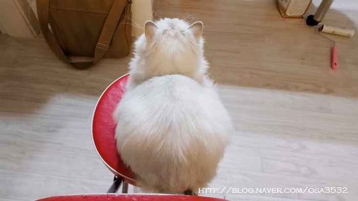 빵굽는고양이 이미지