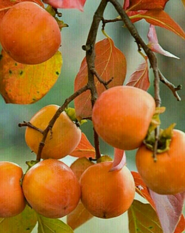 삼겹살초벌 이미지