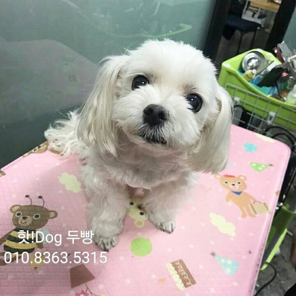 두빵 이미지