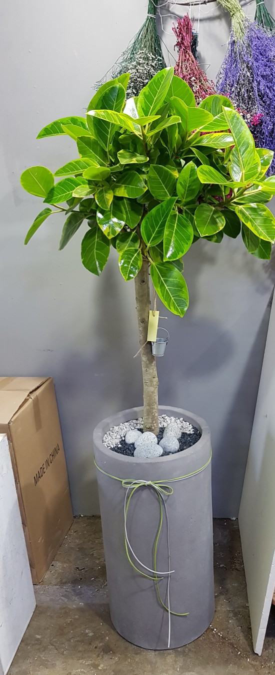 산에물에꽃집 이미지