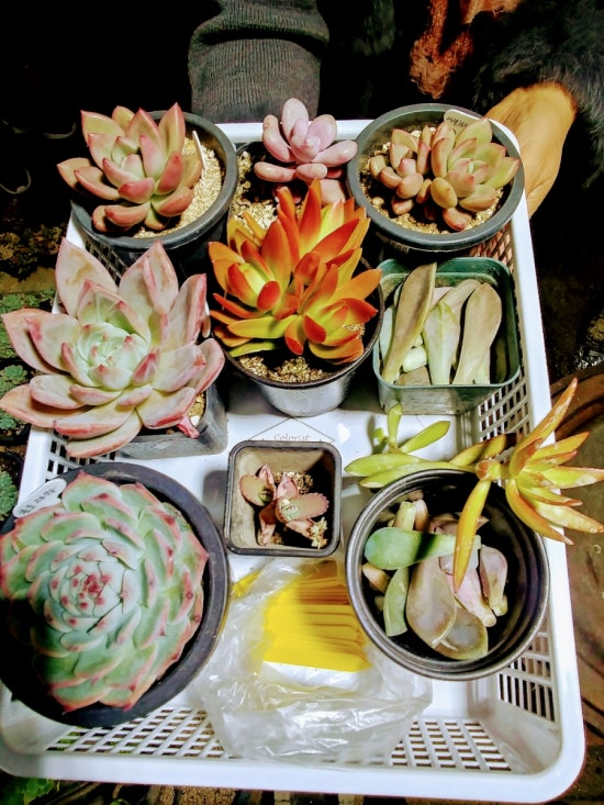 명성다육 이미지