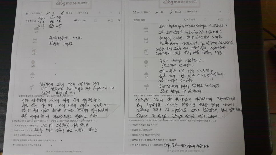 보라펫 이미지