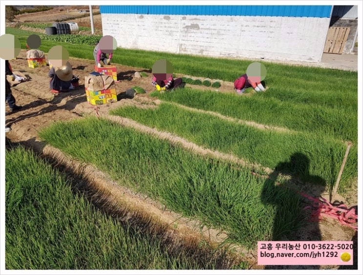 우리농산모종 이미지