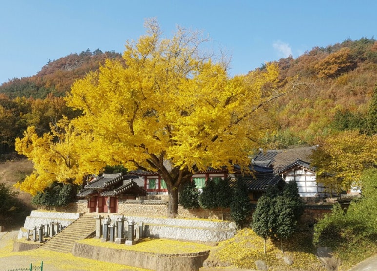 빛과나무 이미지