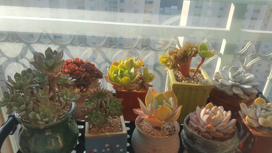 지금은다육시대 이미지