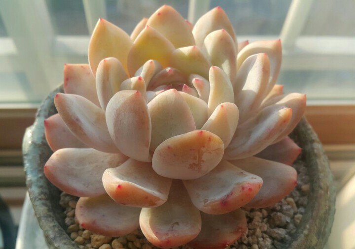 지금은다육시대 이미지